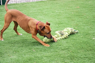 Happy Pet King Size Sleepboot Flostouw