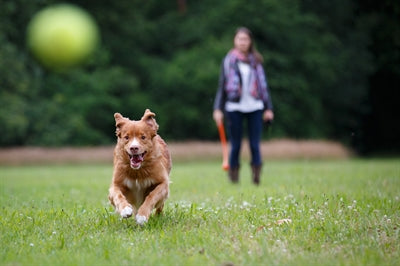 Happy pet gooi en haal werpstok assorti