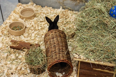 Happy Pet Wilgentunnel