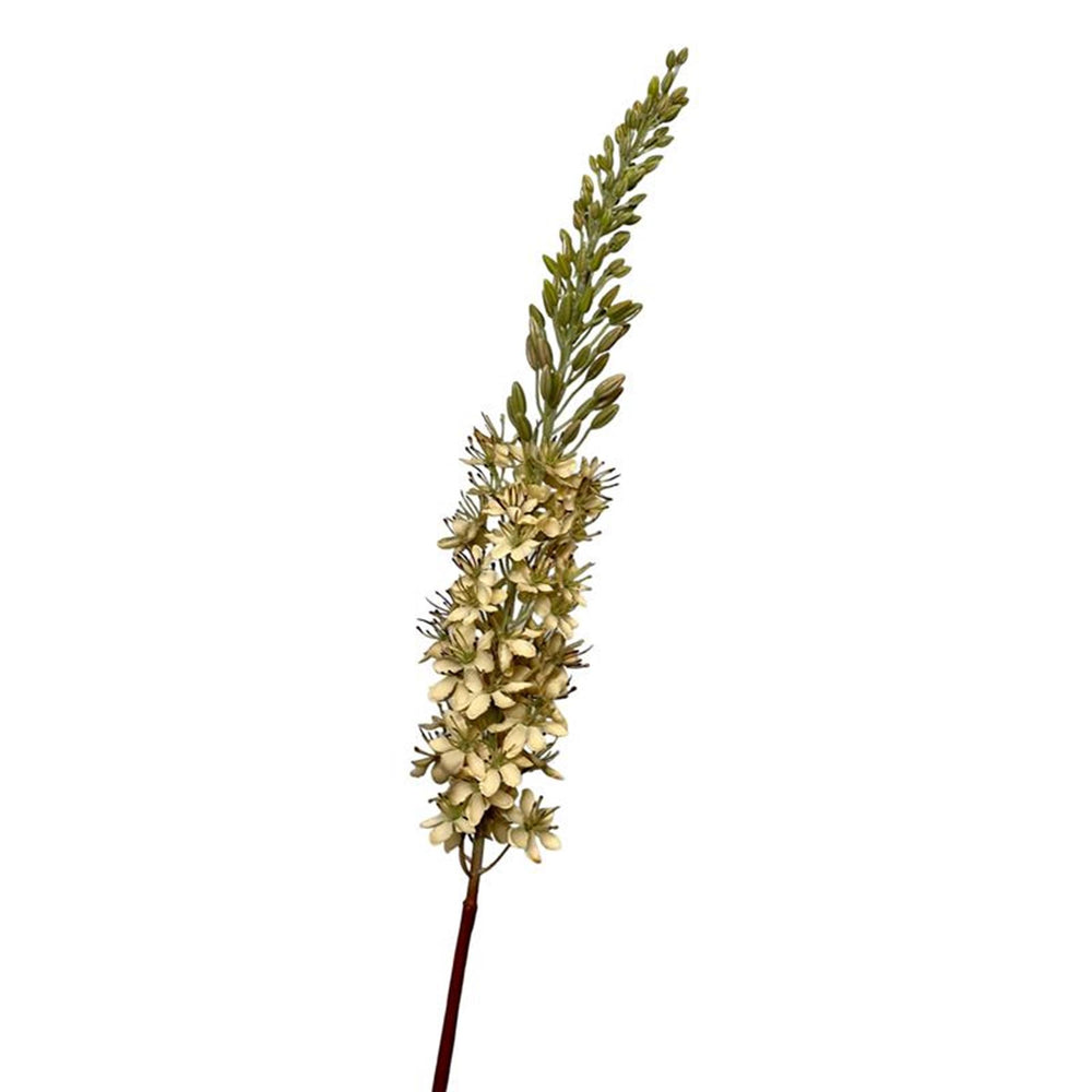 Roberts collection kunstbloem eremurus woestijnstaart 106cm creme