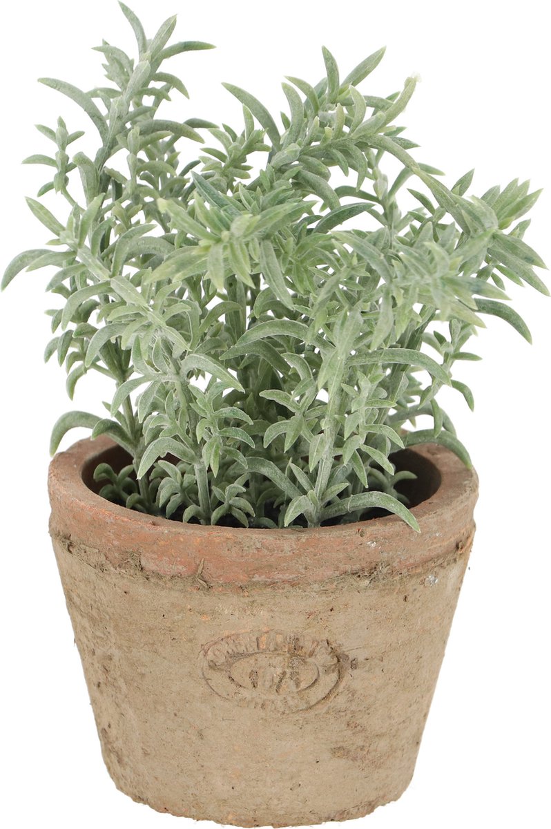 Esschert design tijm in verouderde terracotta pot