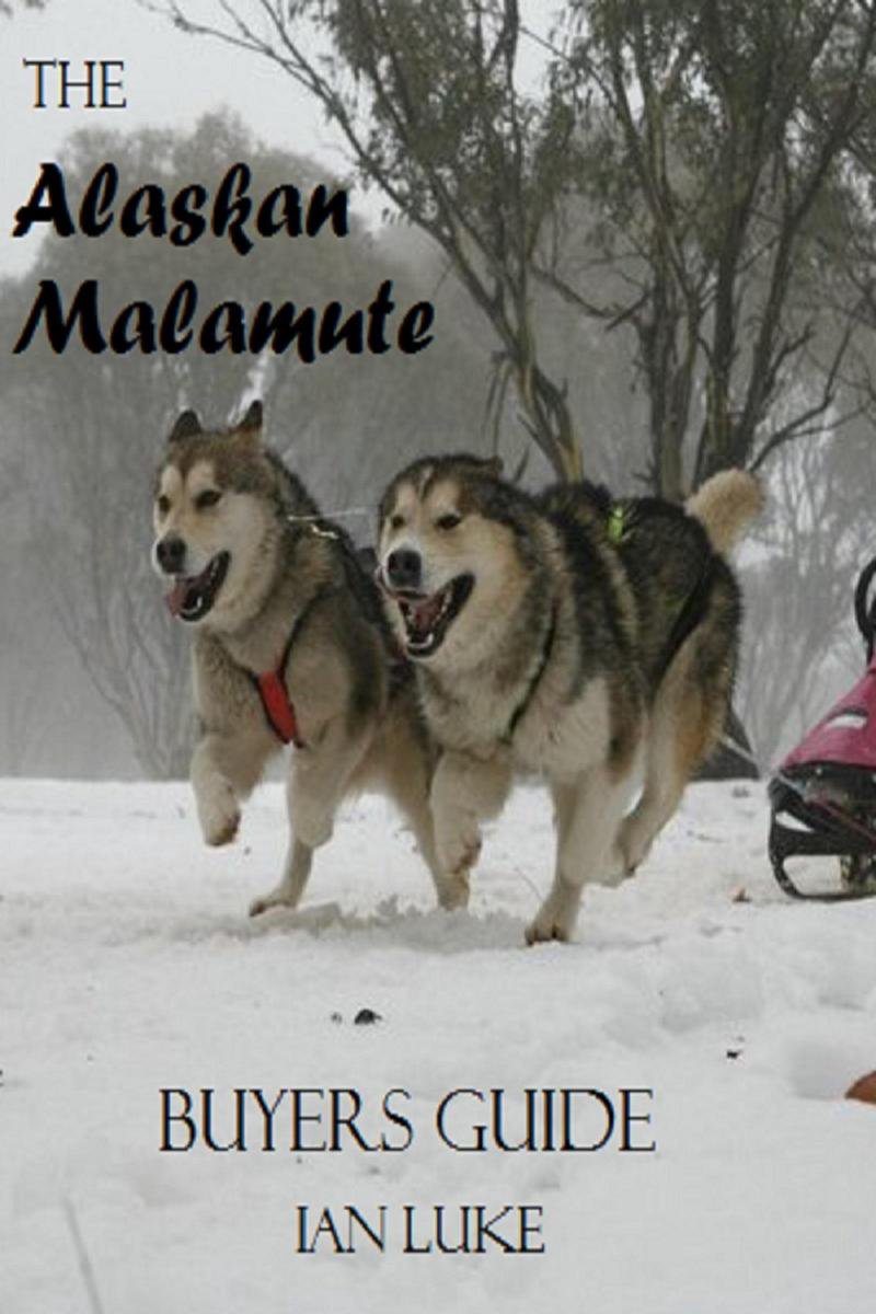 Dog buyer's guide 1 - the alaskan malamute- a buyer's guide