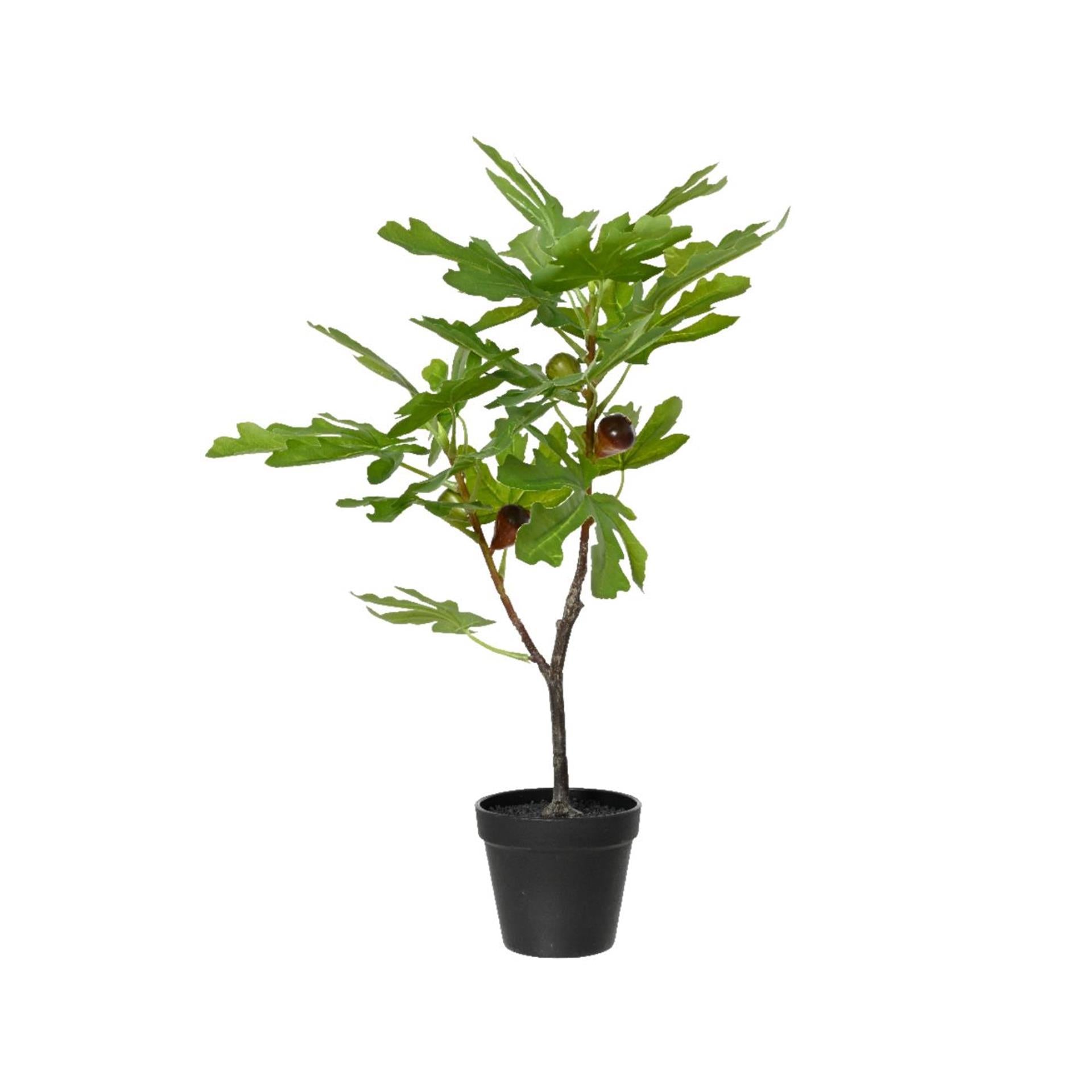 Decoris vijgenboom in pot 40x35xh60cm