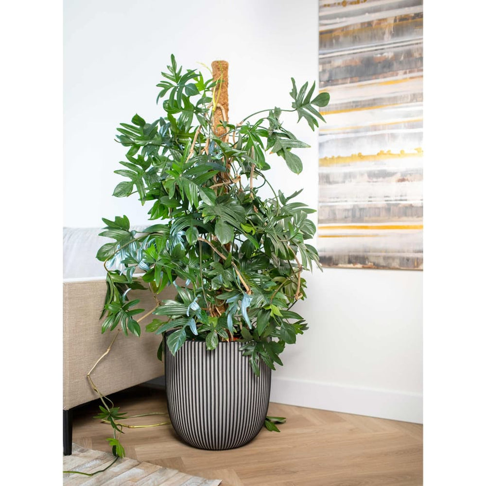 Capi plantenbak groef 35x34 cm antracietkleurig
