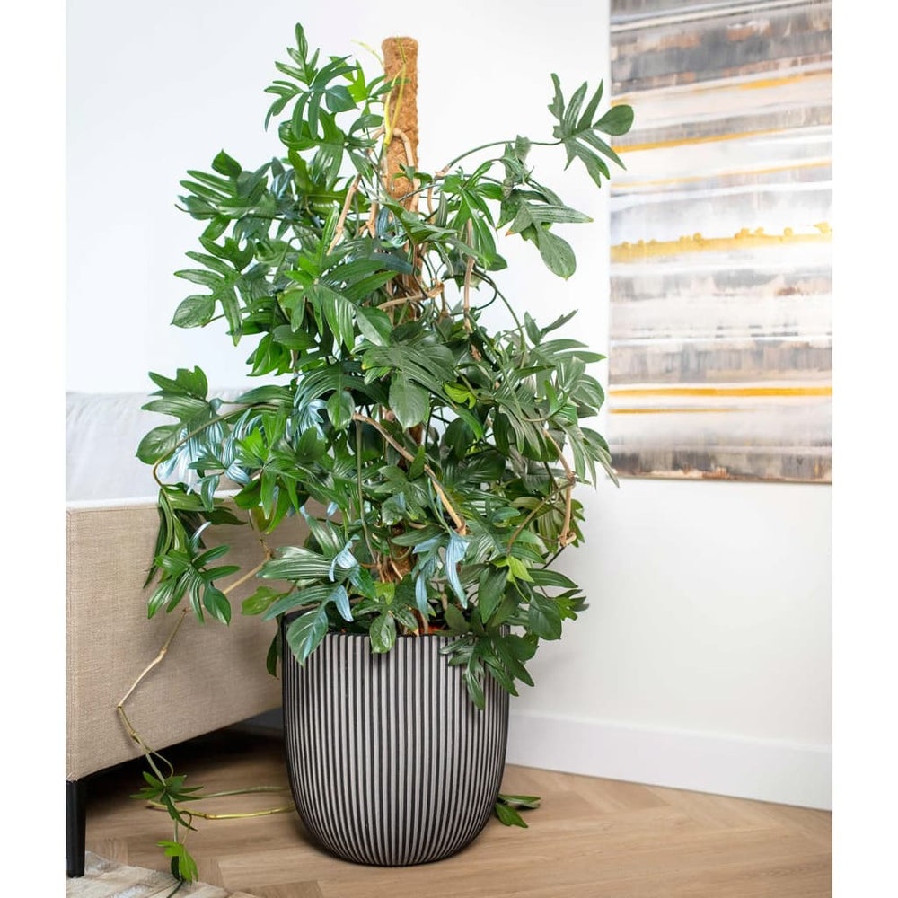 Capi plantenbak groef 43x41 cm antracietkleurig