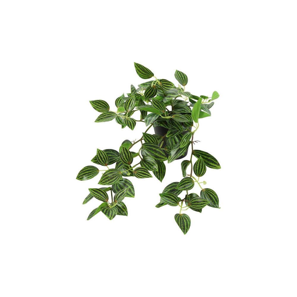 Countryfield kunstplant steker hang peperomia groen l50b30h23cm