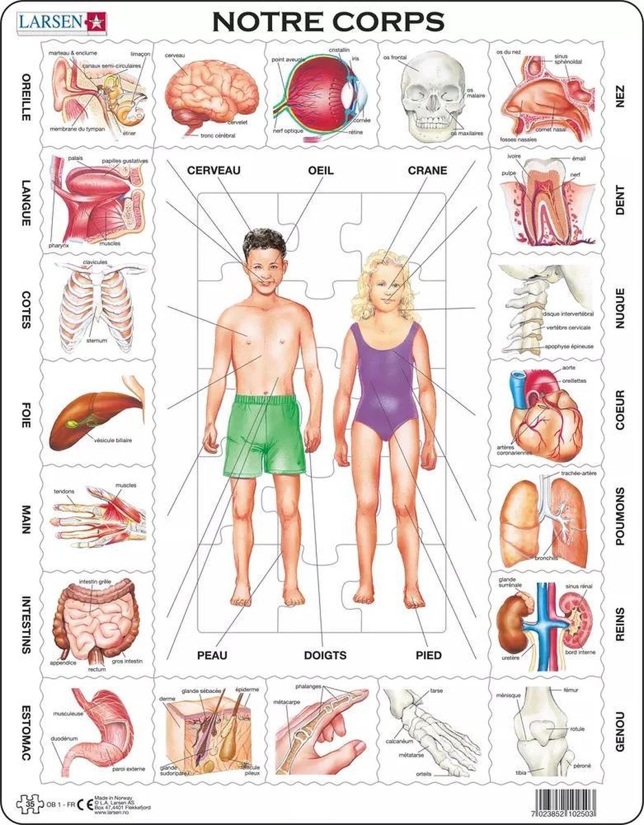 Larsen le corps humain – puzzle – corps humain – anatomie – puzzle éducatif pour enfants – 35 pièces – fabriqué en norvège – pièces extra épaisses de 2,5 mm – plateau avec bord fixe