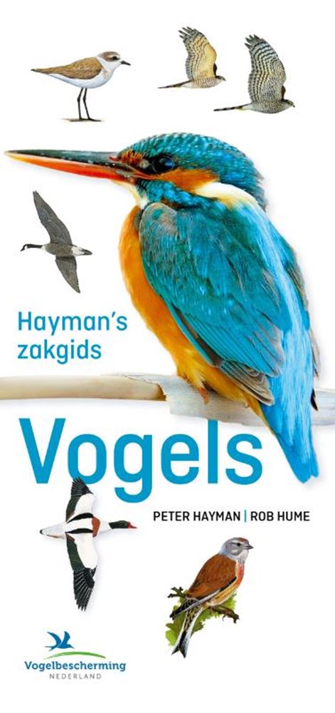 Hayman's zakgids vogels volwassene