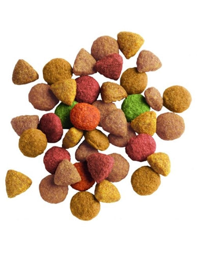 Lara volwassen gevogelte kalkoen kip