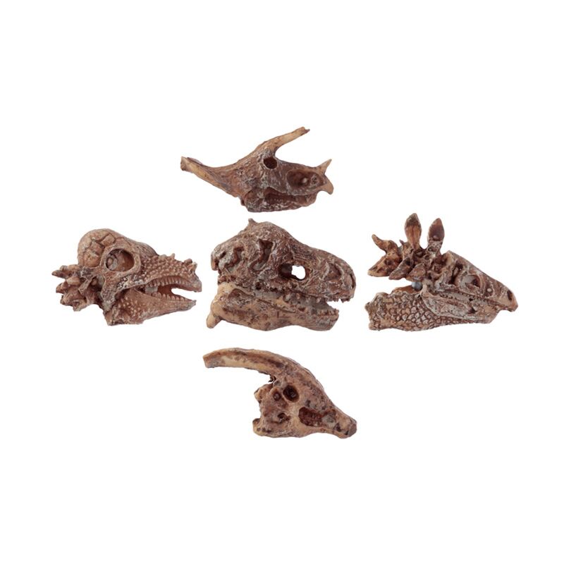 Rawr dinosaurus schedel fossiele gravering set