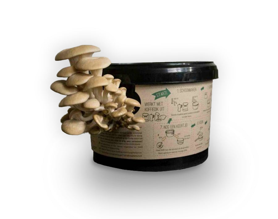 Fungi factory oesterzwammen kweken op koffiedik