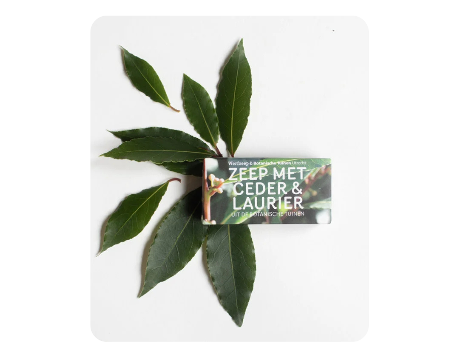 Werfzeep - botanische tuinen - cederlaurier