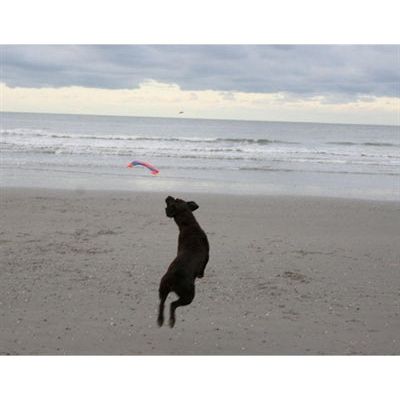 Chuckit vliegende eekhoorn