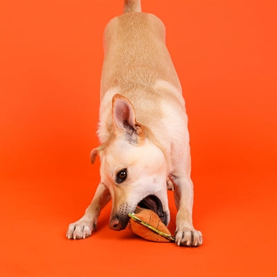 Uiterlijke hond xtreme seaz leeuw