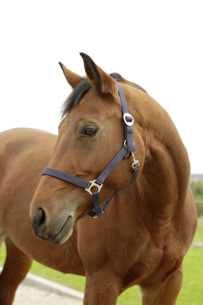 Abi producten hippo halster marine 1 pony