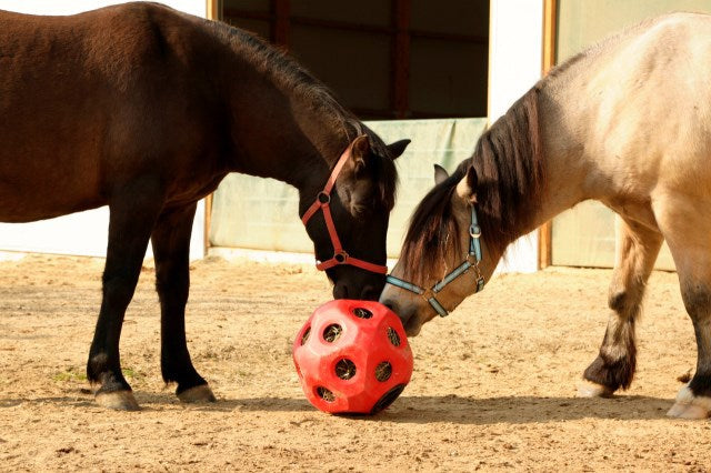 Voederspeel bal rood
