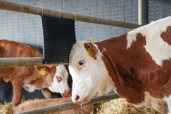 Abi krabkussen v zuil en wandmontage 30 x 40cm