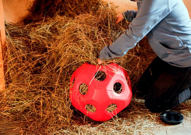 Voederspeel bal rood