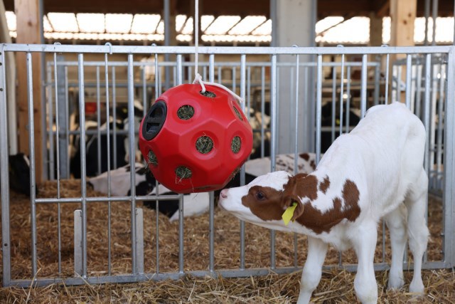 Voederspeel bal rood