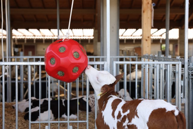 Voederspeel bal rood
