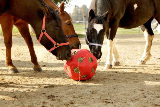 Voederspeel bal rood
