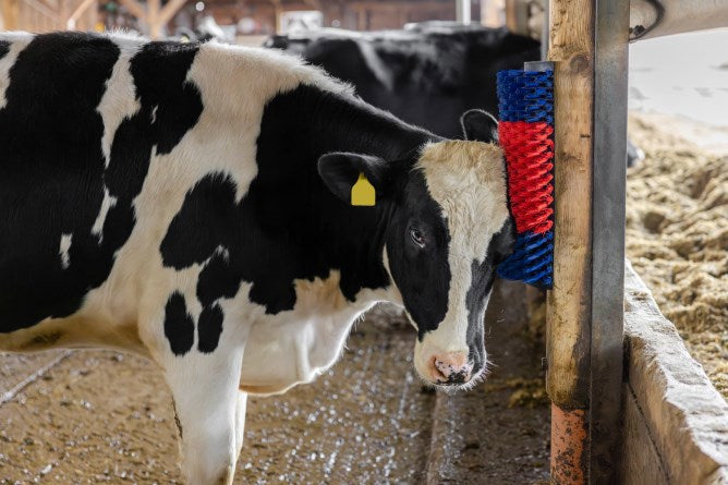 Producten halfronde koeborstel veeborstel blauwrood xl