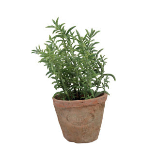 Esschert design tijm in verouderde terracotta pot