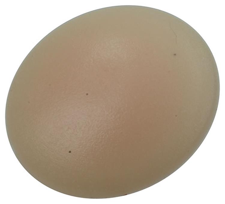 Mack 1017395 - afdekkapje vr pz schr.kunst. beige 40 st pz 2 | 10 stuks