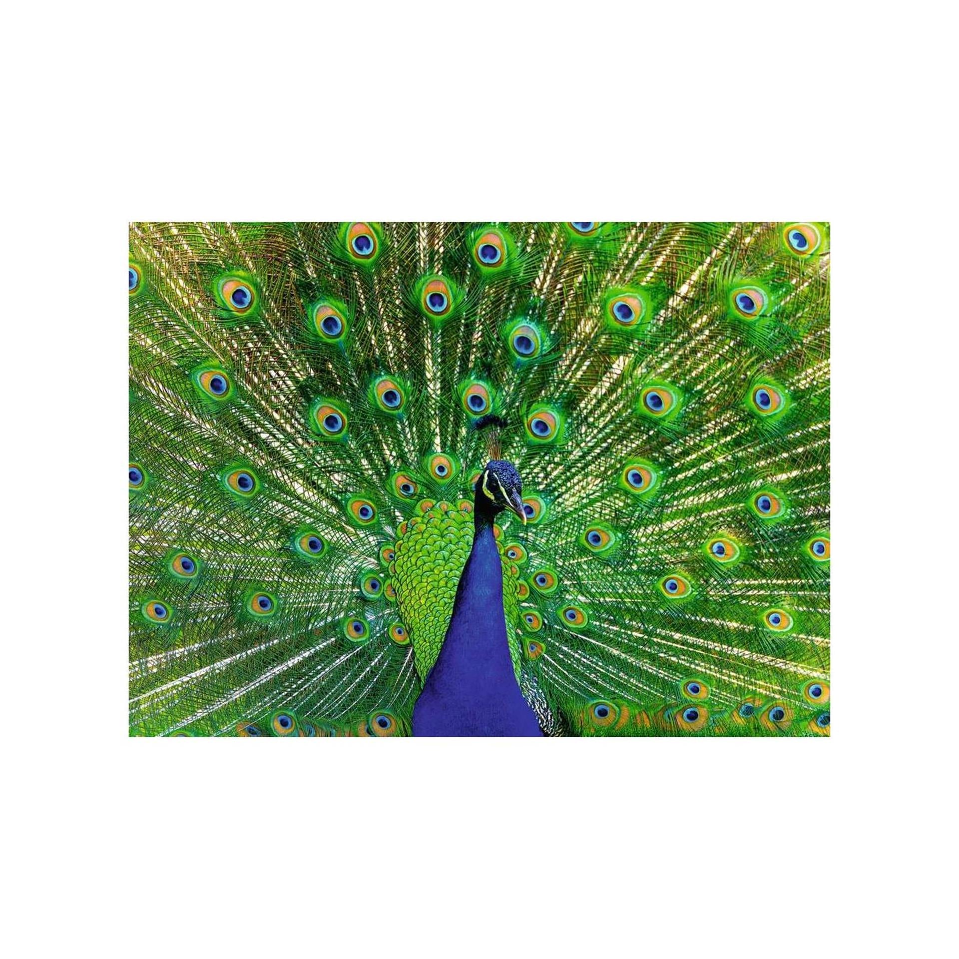 Ravensburger legpuzzel kleurrijke dieren pauw, 500st.