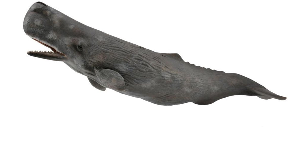 Collecta figurine - potvis - (xl) - zeedieren - handgeschilderd - miniatuur