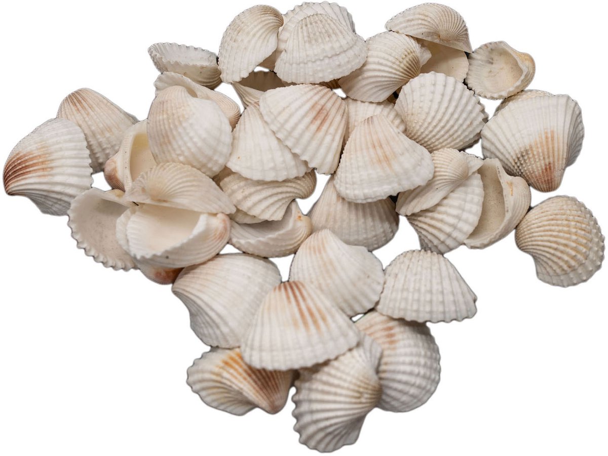 Colorations grote ark schelpen - 500 gram voor knutselwerkjes en decoratie