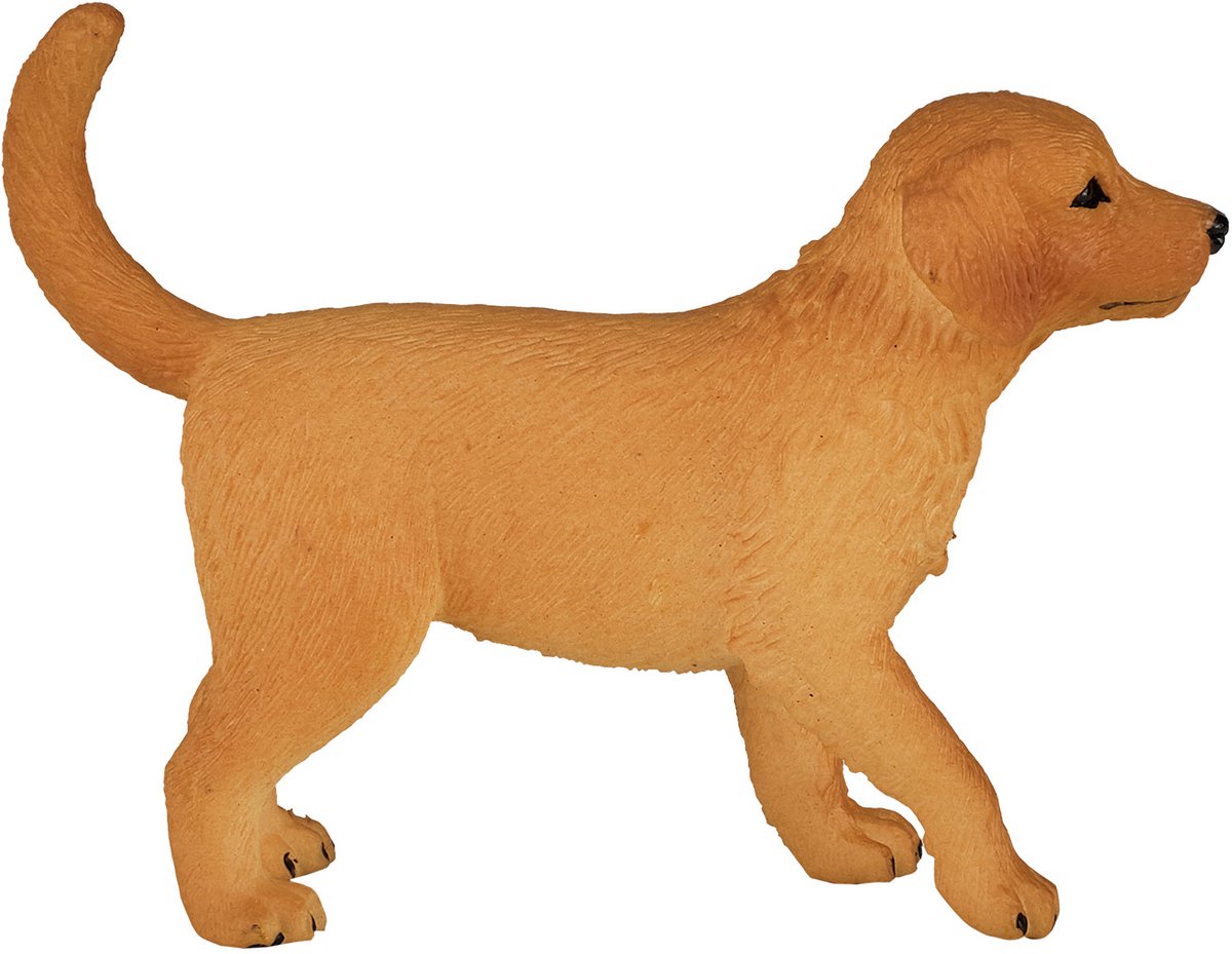Mojo farmland golden retriever puppy - 387205