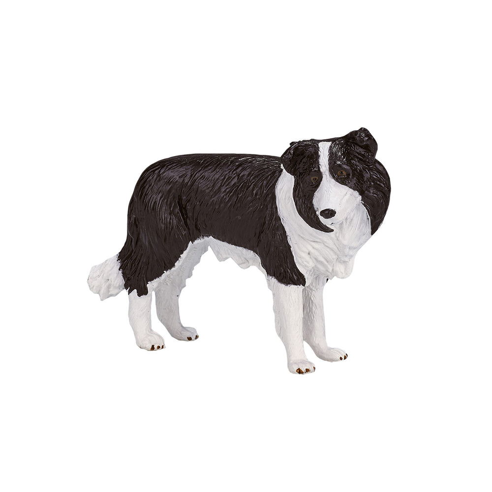 Mojo farmland border collie - 387203