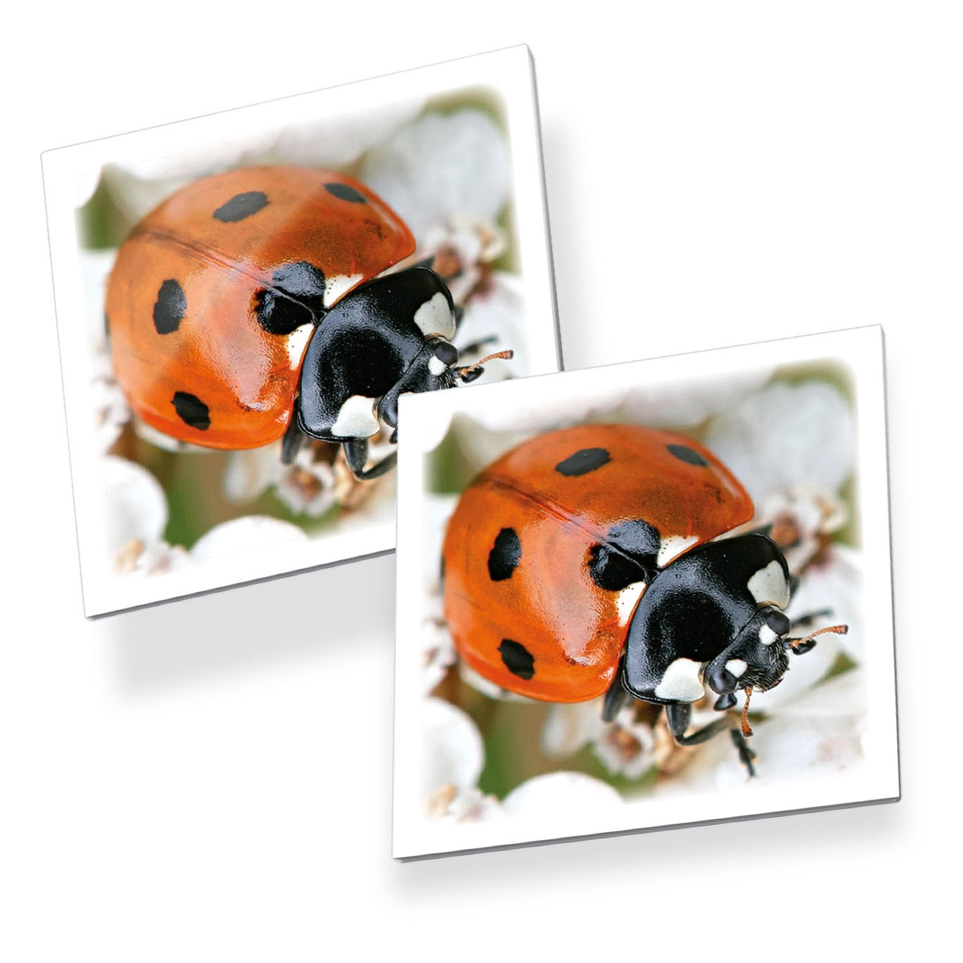 Tactiek Memo Beestjes