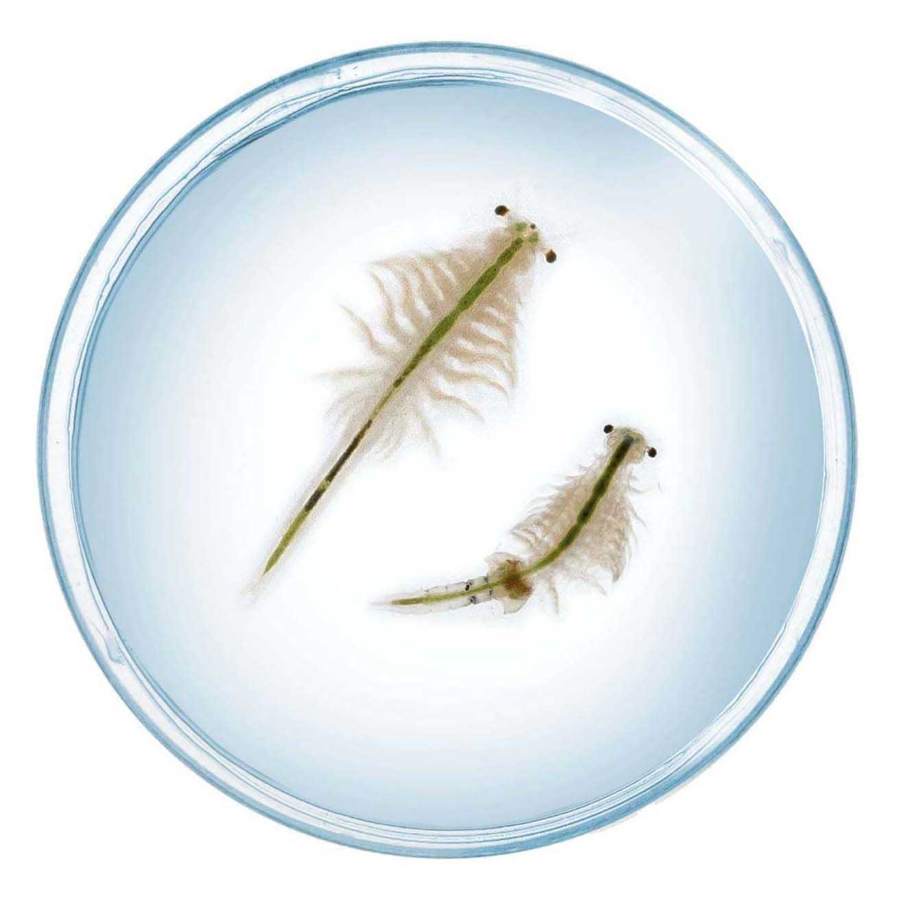 Kosmos saltwater creatures – experimenteerset – kweek je eigen mysterieuze zoutwaterdiertjes – inclusief aquarium, eitjes en voer – zoutwaterwezentjes kweken