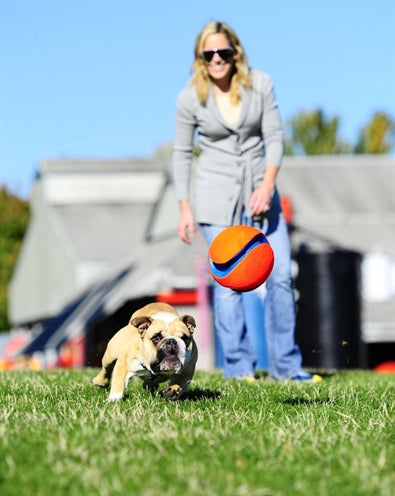 Chuckit kick-fetch