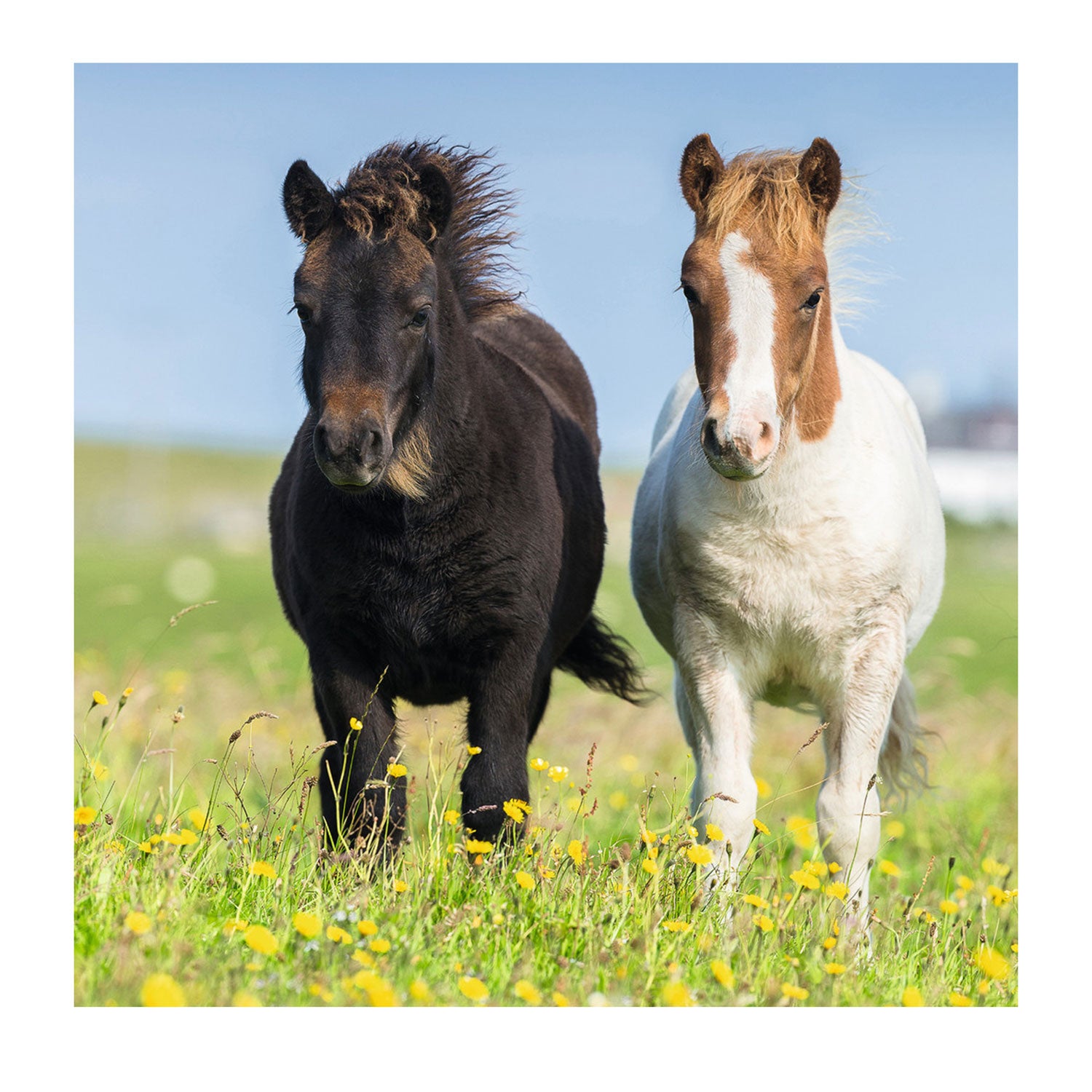 Ravensburger puzzel schattige pony's - 3x49 stukjes - kinderpuzzel