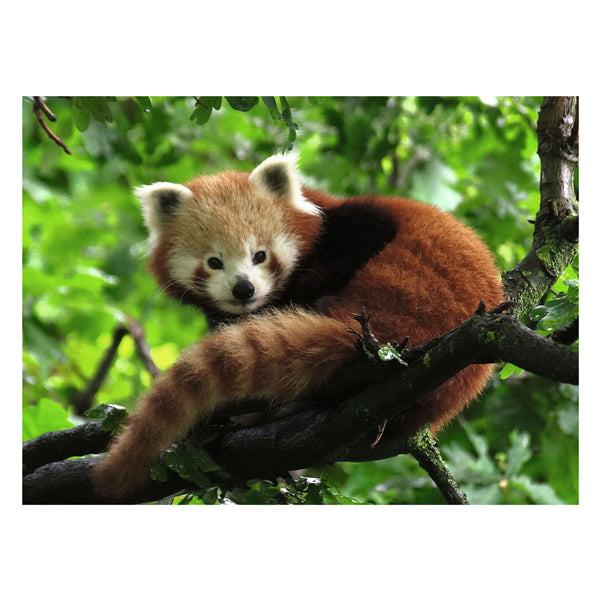 Ravensburger puzzel grappig rode panda 500 stukjes