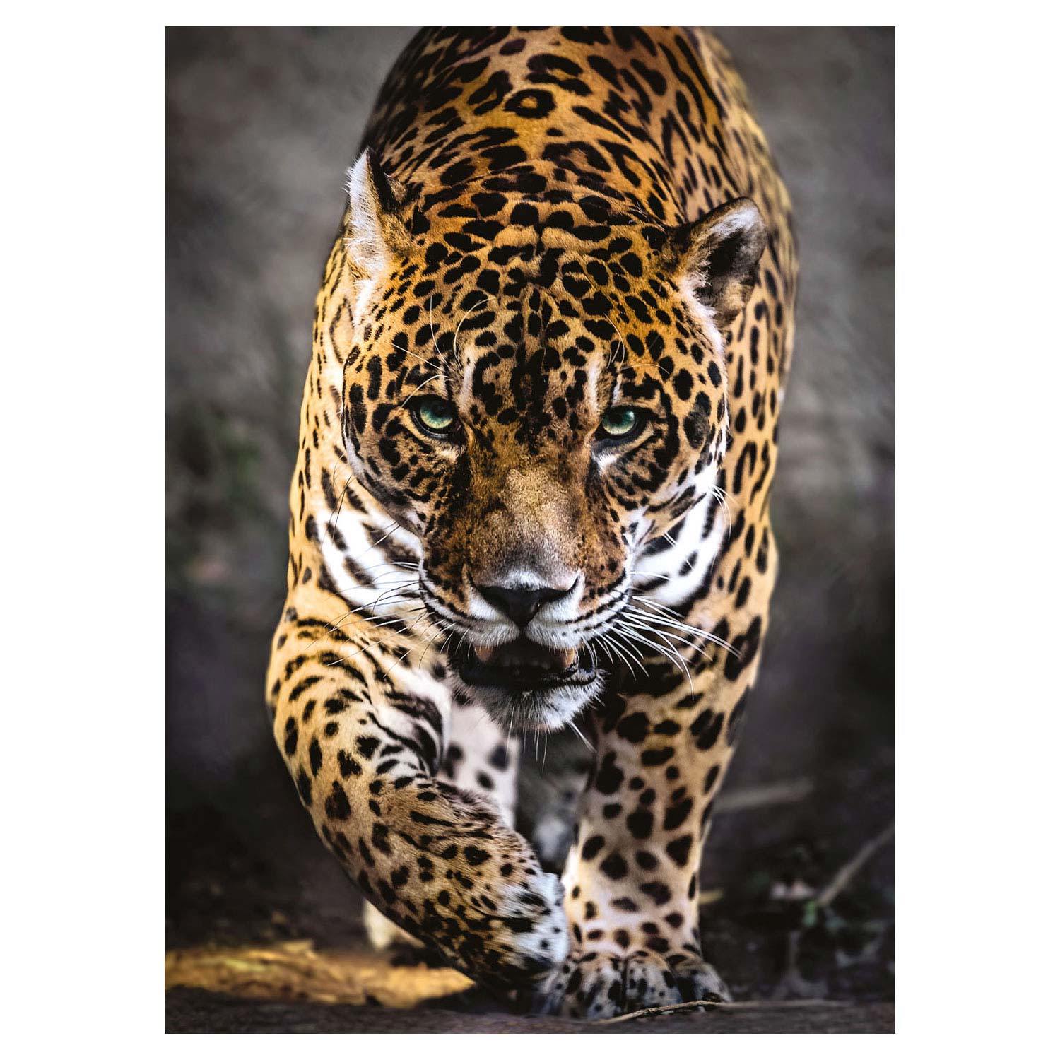 Clementoni puzzel jaguar, 1000st.