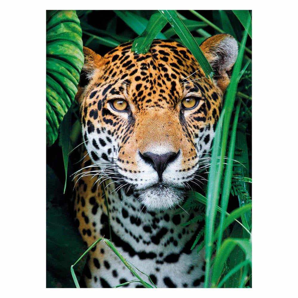 Clementoni puzzeljaguar in de jungle, 500st.