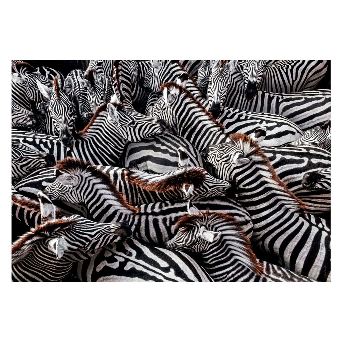 Clementoni Legpuzzel National Geographics - Zebra, 1000ste.