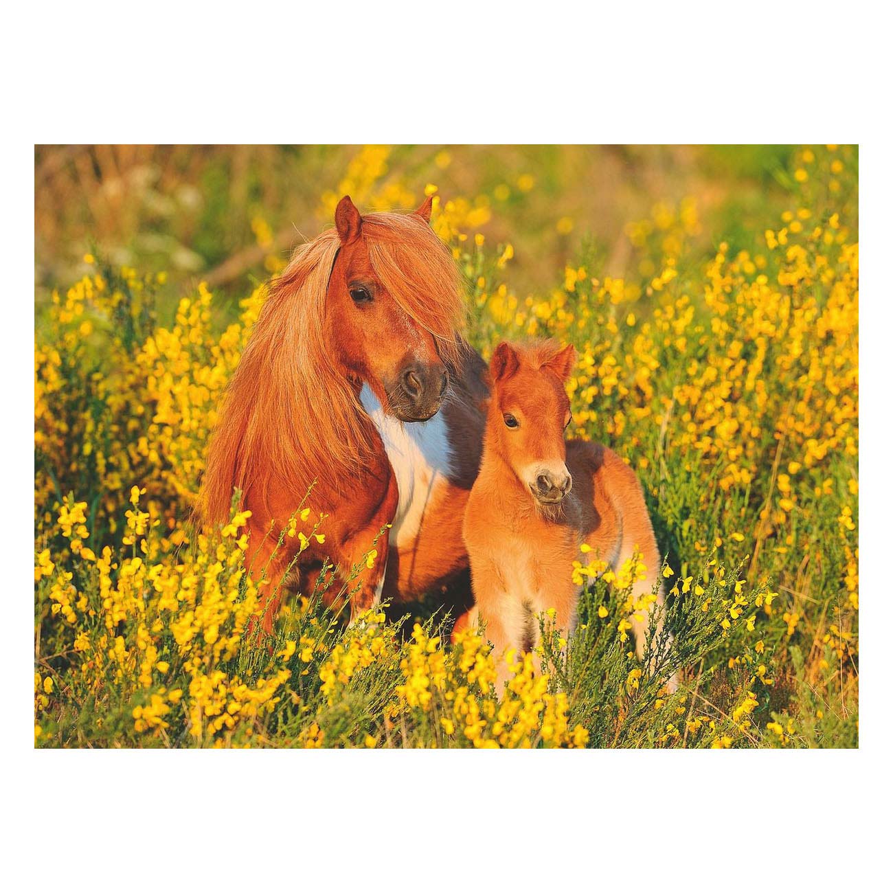 Shetlandpony's, 100st. XXL