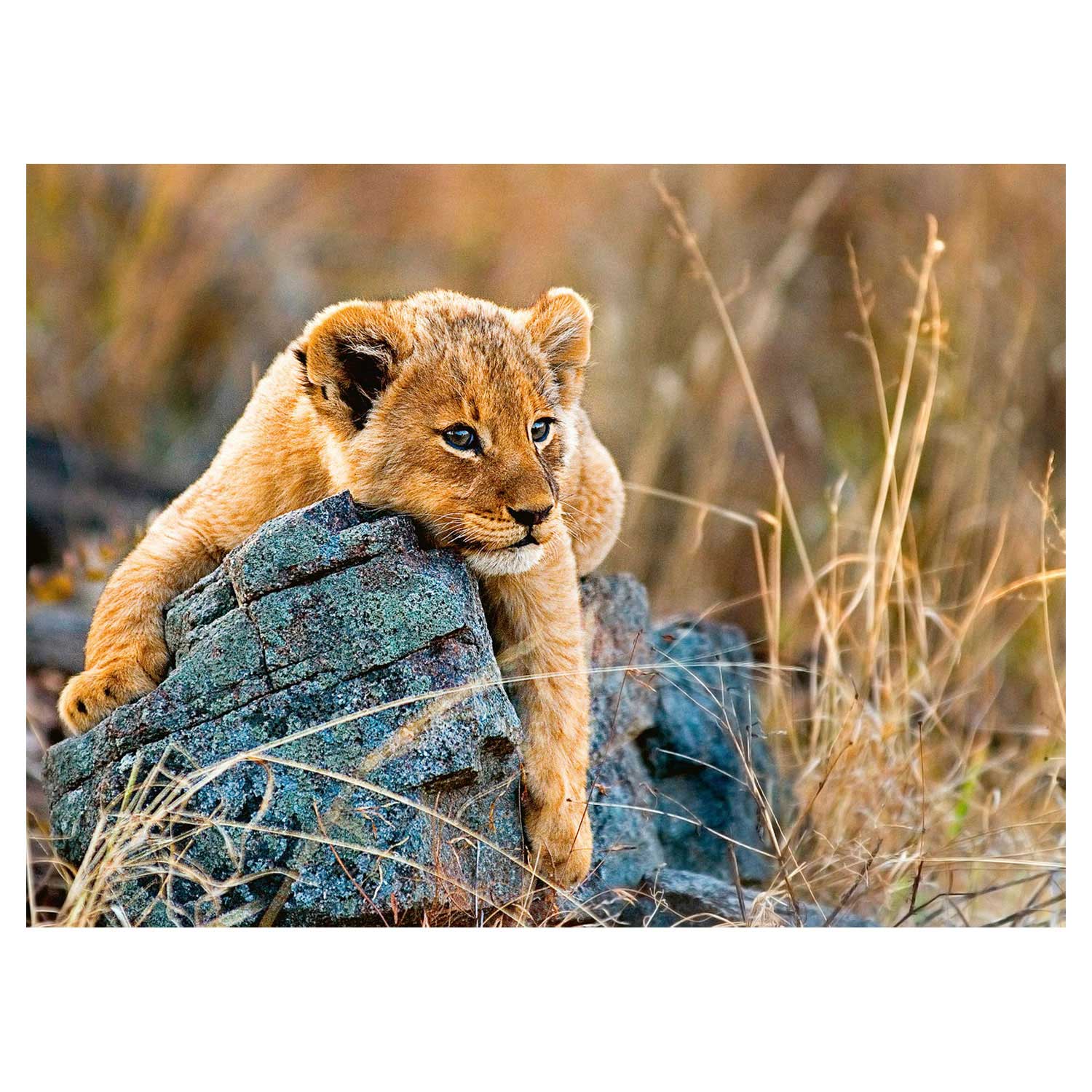 Kleine Leeuw, 200st. XXL