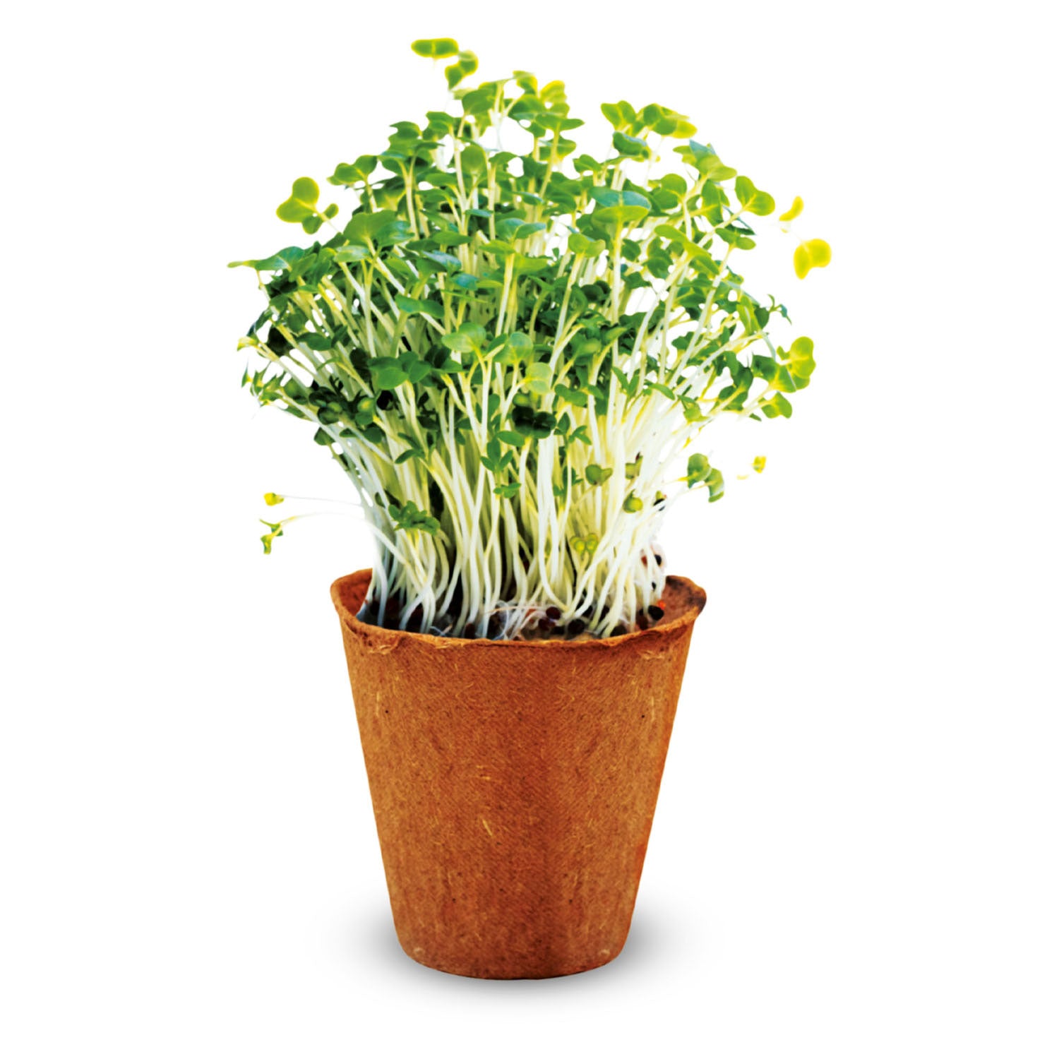 Kidscovery experiment - kruidentuin set s