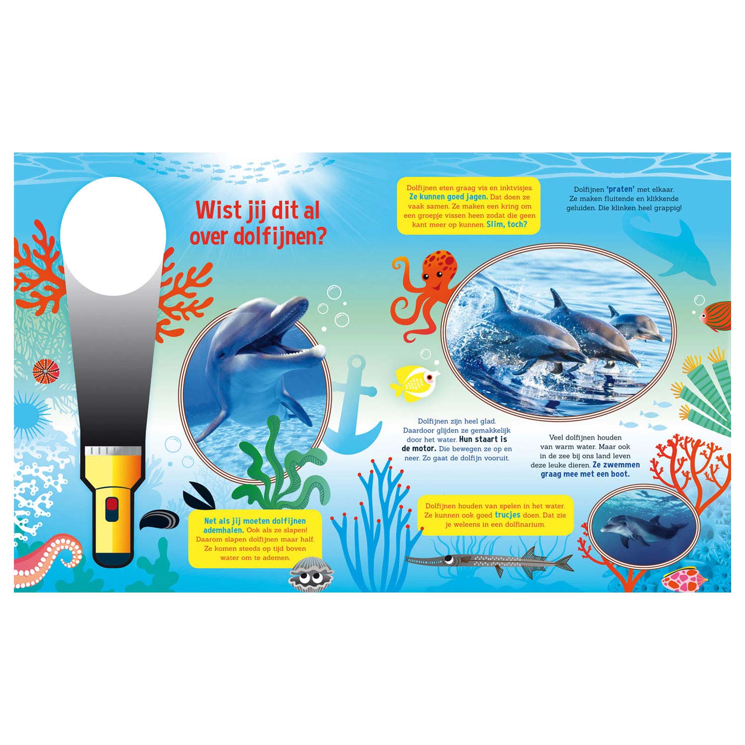 Speuren naar dolfijnen + analoge zaklamp