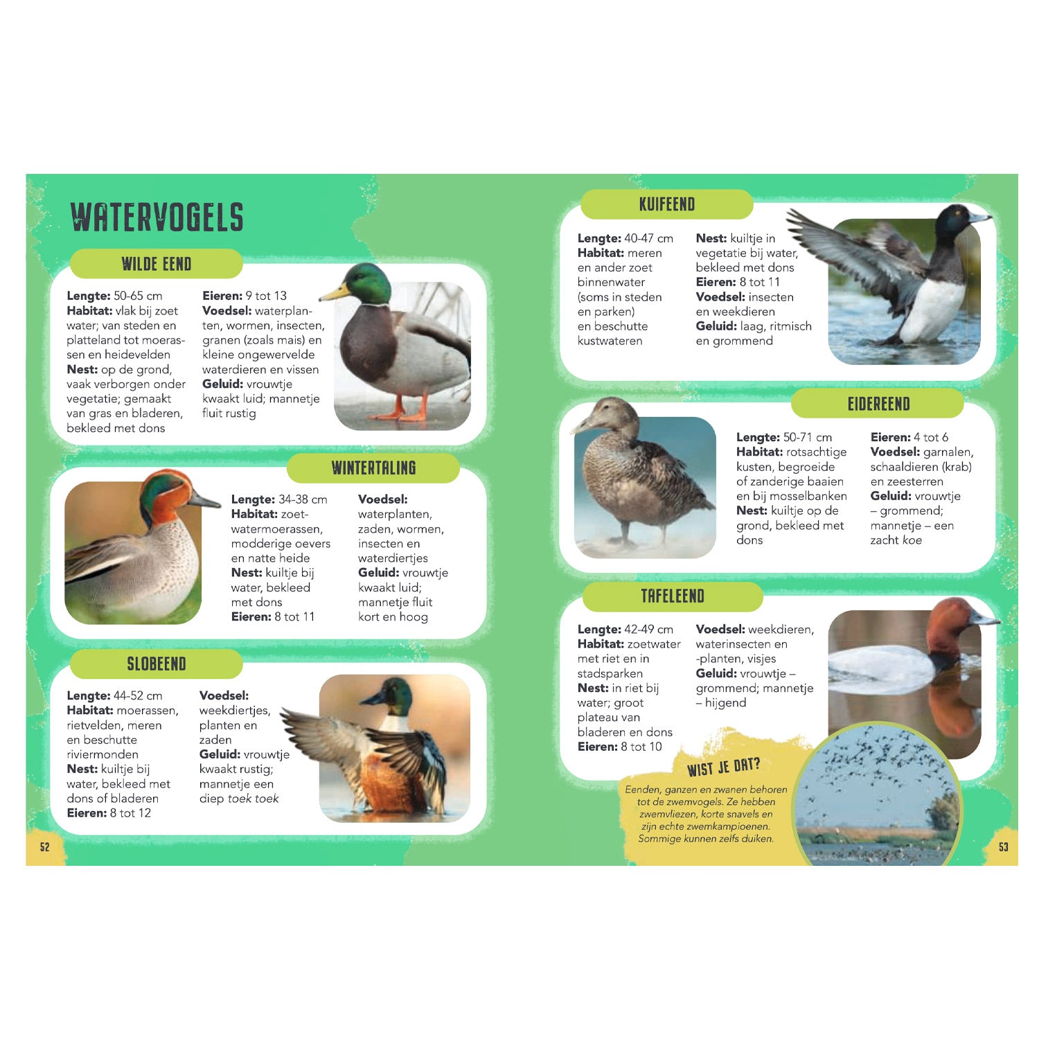 Rebo uitgevers vogels - gids en natuurdagboek voor kinderen