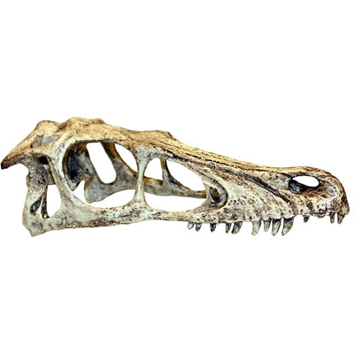 Komodo roofvogel