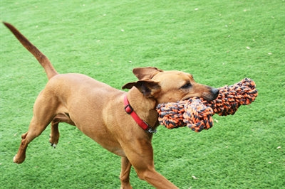Happy pet noten voor knopen extreme bot grijs oranje