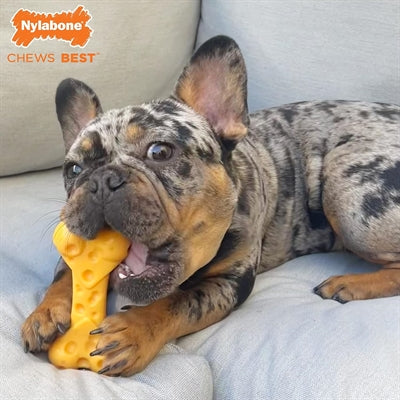 Nylabone dura chew kaasbot