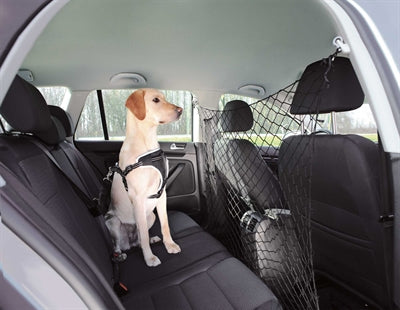 Trixie just before car black